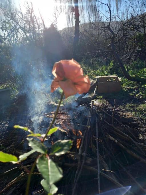 Tan Y Coed'S Rosemary Cabin Conwy Luaran gambar
